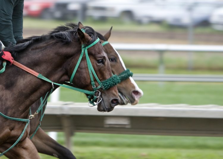 Cheltenham Festival 2026 preview: horses, form, odds & betting tips