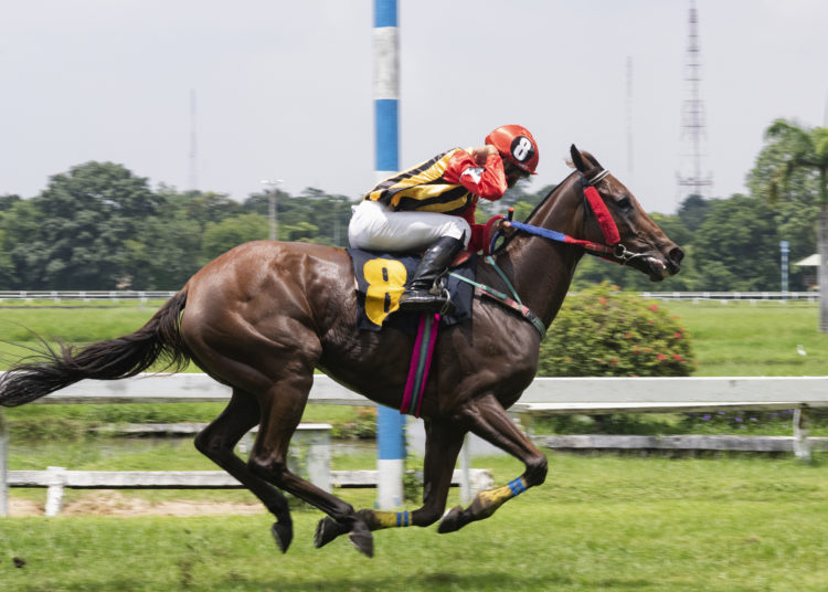 Cheltenham Festival Outsiders: Value Betting & Each-Way Tips