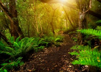 I’m A Celebrity Winner Odds Matt Hancock joins the cast