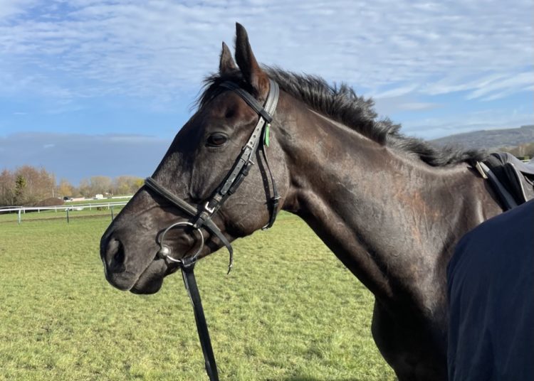 Galopin Des Champs field