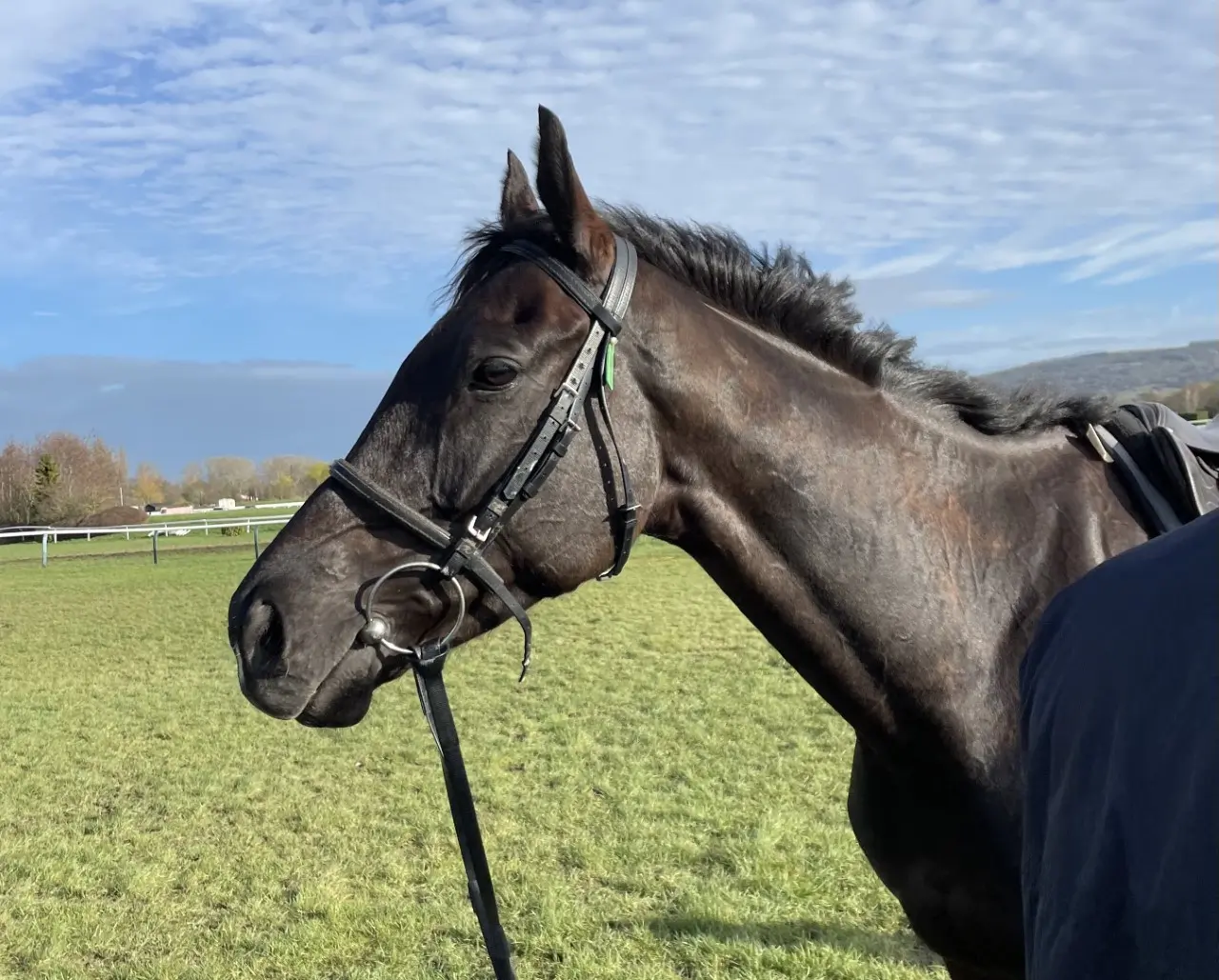 Galopin Des Champs field