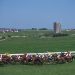 Goodwood & Galway Plate: Expert Racing Tips & Best Bets