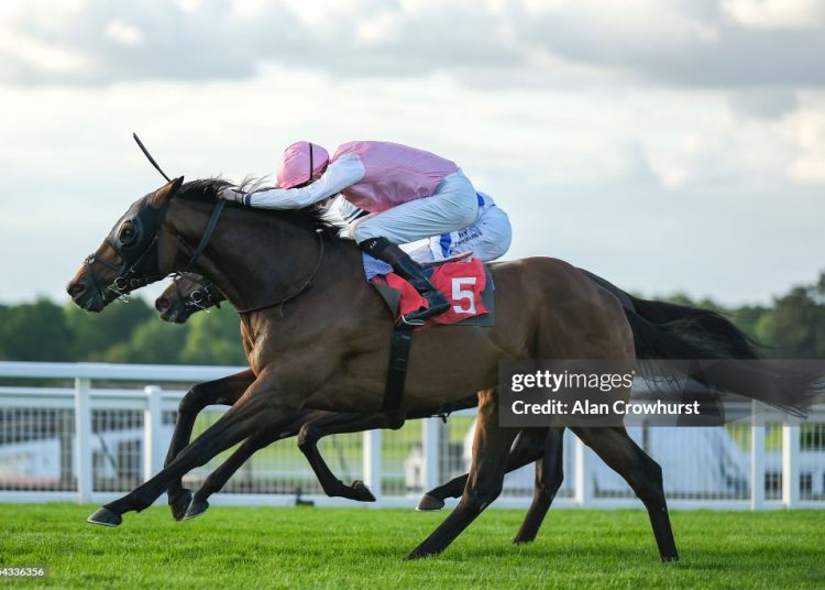 Doncaster Cup, Sweet William